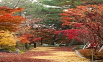 금강공원 낙엽길